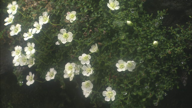 北海道Iwaume的花视频素材