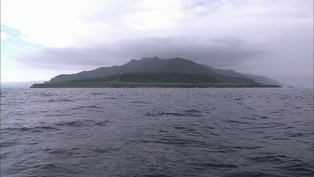 知床角和Okhostk的海鸟群视频素材