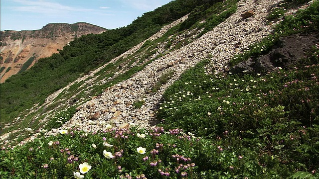 北海道的花田视频素材