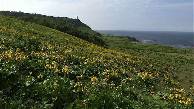 北海道霍奇森橐目视频素材