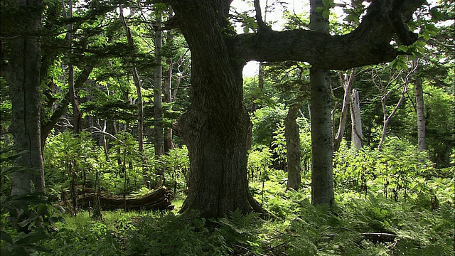 北海道知床角的原始森林视频素材