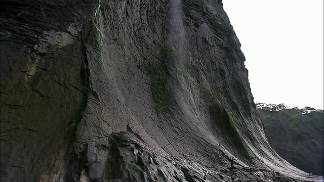 北海道知床半岛海岸线上的鸬鹚视频素材