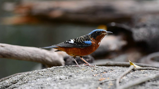 White-throated rock-Thrush鸟视频素材