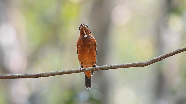 White-throated rock-Thrush鸟视频素材