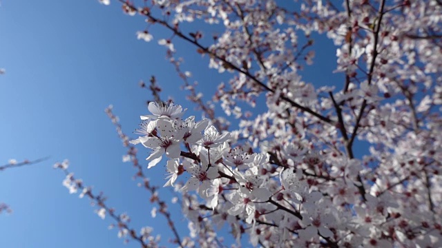 樱花上的微距视频视频素材