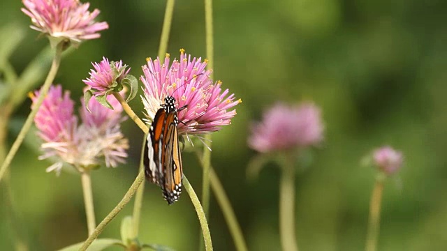 橙色蝴蝶从花中吮吸花粉视频素材