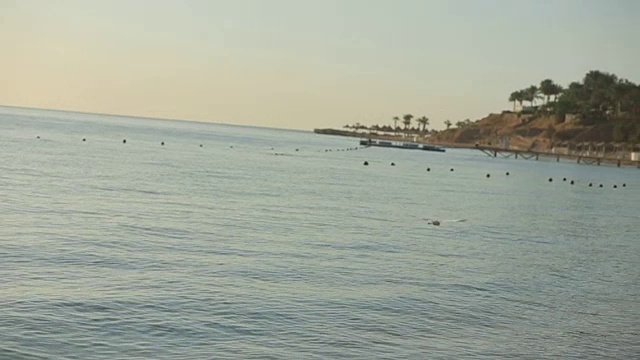 海鸥在蓝色的海面下飞翔。夏天在埃及视频素材