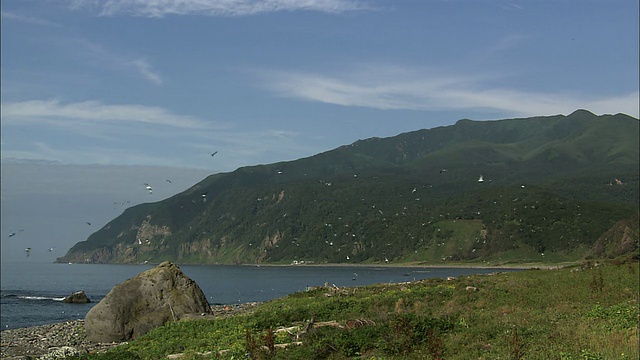 北海道如沙海岸线上的黑尾海鸥视频素材