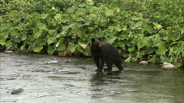 棕熊北海道视频素材