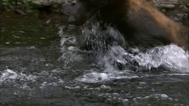 北海道的棕熊视频素材