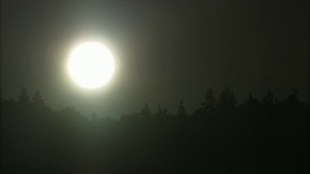 北海道清晨的阳光和森林视频素材