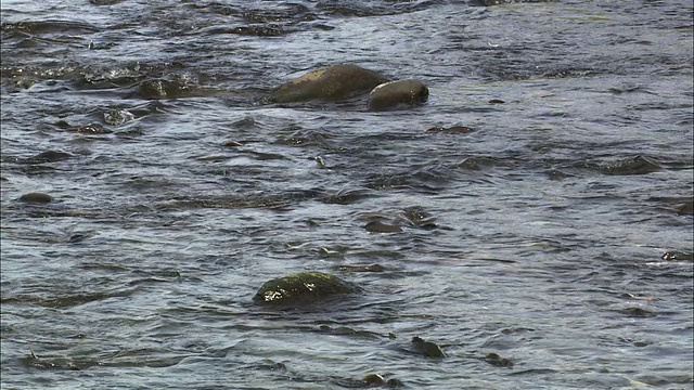 北海道知床的一条河里的粉红色鲑鱼视频素材