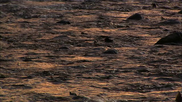 北海道一条河里的粉红色鲑鱼视频素材