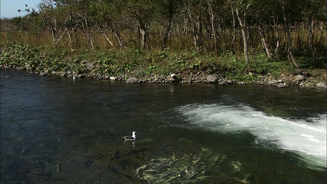 北海道一条河里的粉红色鲑鱼视频素材