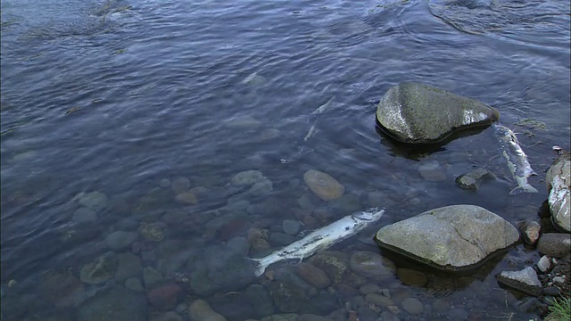 北海道保护鱼卵的粉红色鲑鱼视频素材