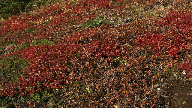 山。北海道秋天的罗臼视频素材