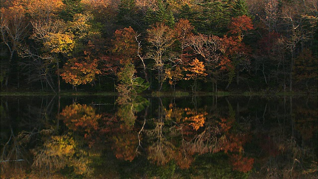 北海道知床五湖湖畔的秋叶视频素材