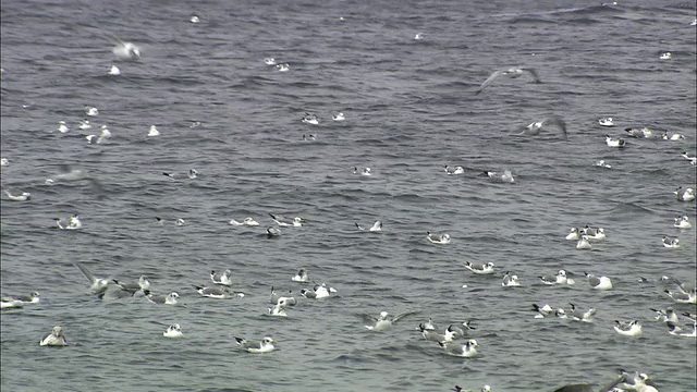 北海道奥霍克斯克海的黑腿基蒂威克视频素材