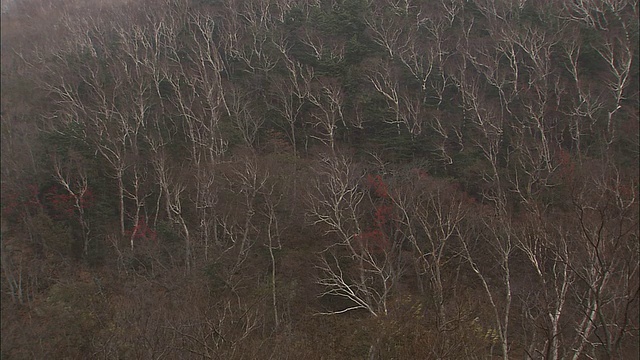 暴雪在北海道视频素材