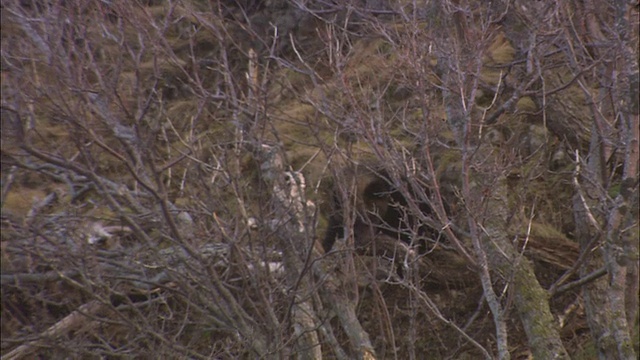 北海道的小棕熊视频素材