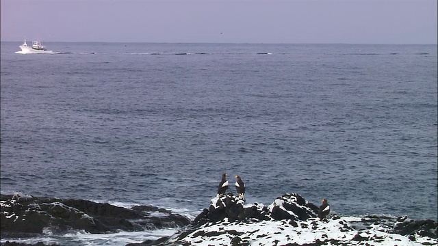 北海道的两只海鹰视频素材