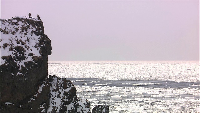 北海道的白尾鹰视频素材