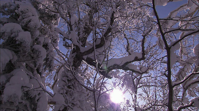 北海道的雪景视频素材