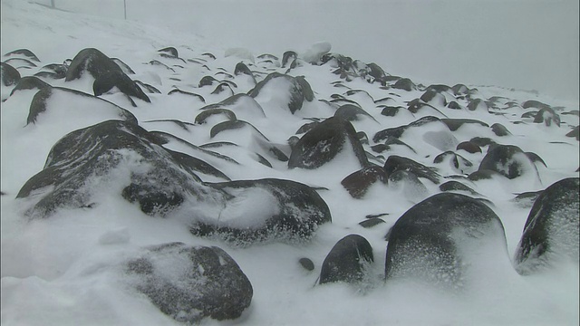 暴风雪在北海道视频素材