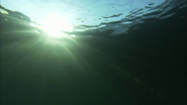 漂流冰/潜水摄影/北海道/罗苏町/知床半岛/世界自然遗产视频素材