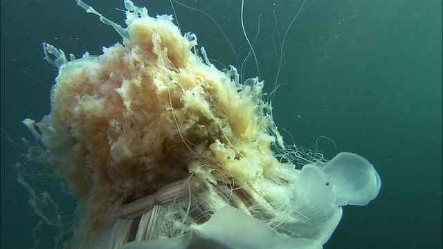 在北海道海面上漂浮的Cyanea Capillata视频素材