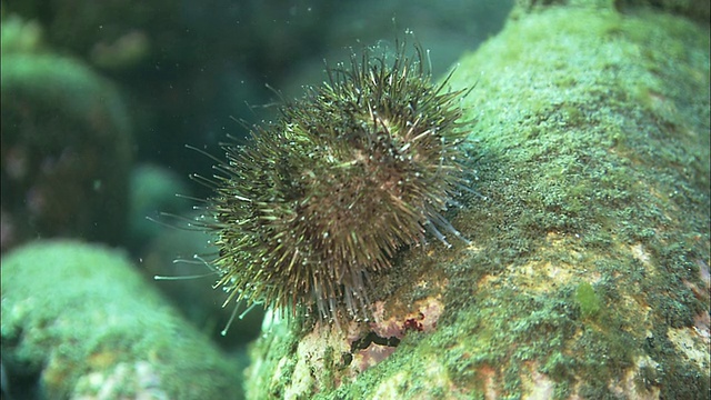 北海道海的半海螺视频素材