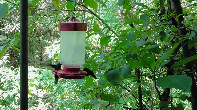 在哥斯达黎加的森林里，绿冠灿烂蜂鸟(Heliodoxa jacula)栖息在喂鸟器上视频素材