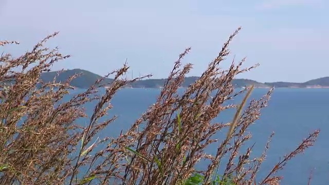 枯黄的芦苇在风中摇曳，映衬着湛蓝的天空和零星的几朵云。这张照片是在一个阳光明媚的日子里，在海边的沙滩上直接拍摄的视频素材