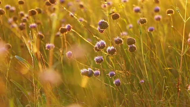 野花，阳光和风视频素材