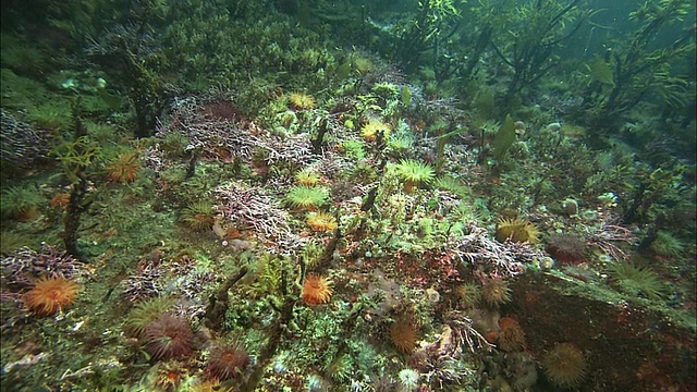 鄂霍次克海浮冰下的海底视频素材