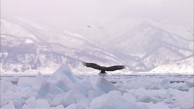 北海道的白尾海雕视频素材