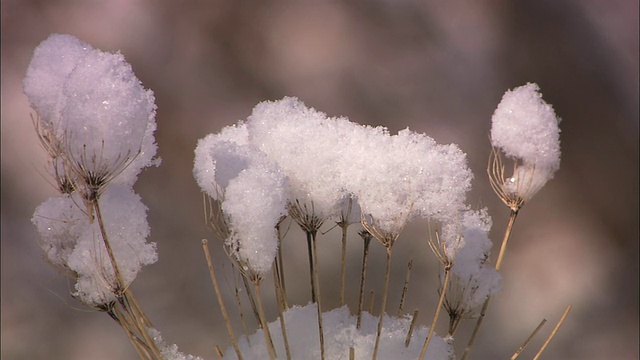 北海道刚刚下过雪视频素材