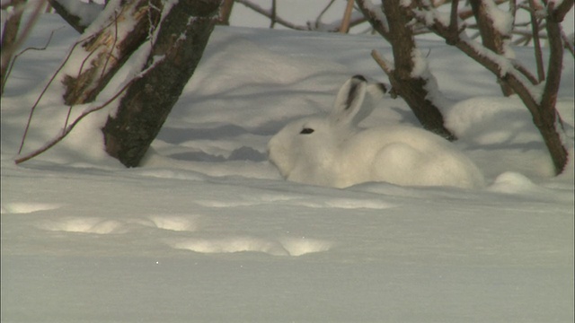 北海道佐罗别国家公园的山兔视频素材