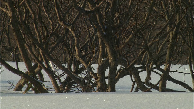 北海道佐罗别国家公园的山兔视频素材