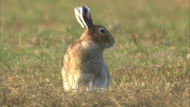 在北海道的Lepus ainu(mount hare)视频素材