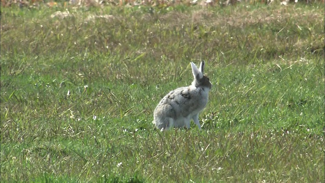 在北海道的Lepus ainu(mount hare)视频素材