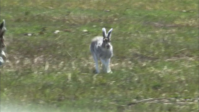 在北海道的Lepus ainu(mount hare)视频素材