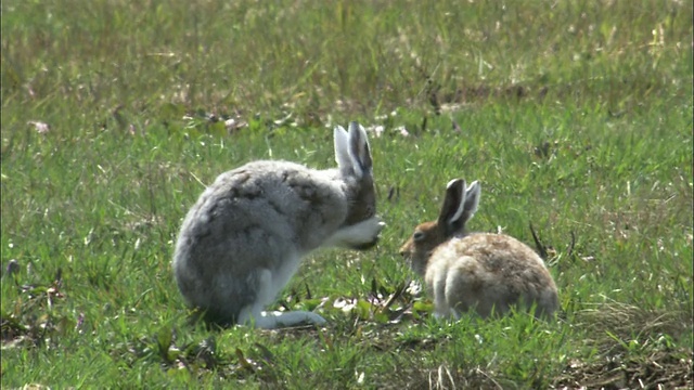 在北海道的Lepus ainu(mount hare)视频素材