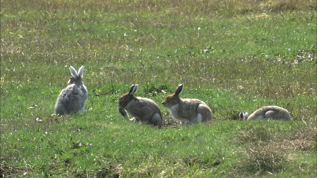 在北海道的Lepus ainu(mount hare)视频素材