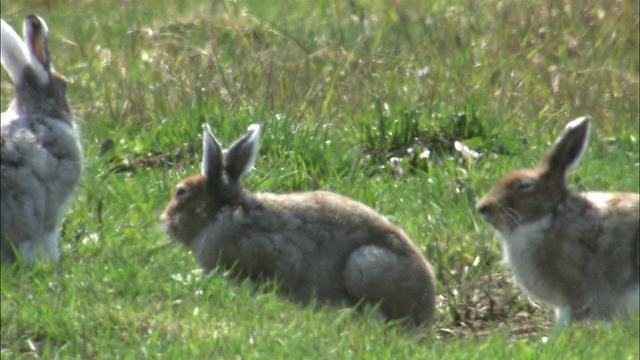 在北海道的Lepus ainu(mount hare)视频素材