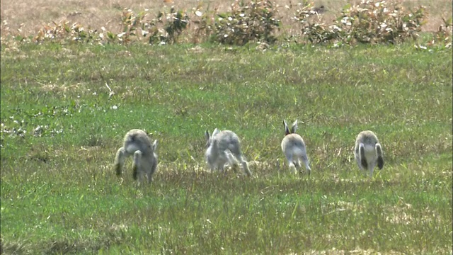 在北海道的Lepus ainu(mount hare)视频素材