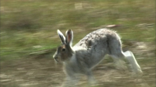 在北海道的Lepus ainu(mount hare)视频素材