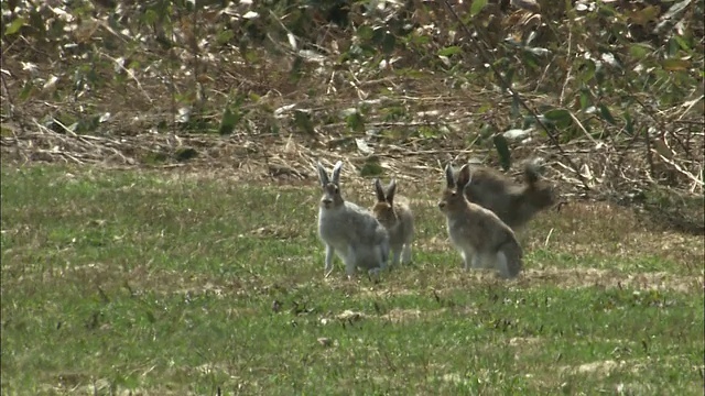 在北海道的Lepus ainu(mount hare)视频素材