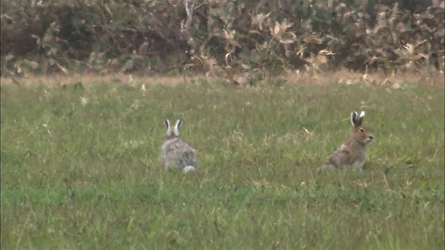 在北海道的Lepus ainu(mount hare)视频素材