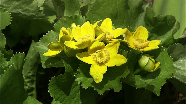 Caltha Palustris(沼泽金盏花)在Sarobetsu平原视频素材